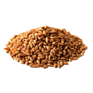 Malted barley-1
