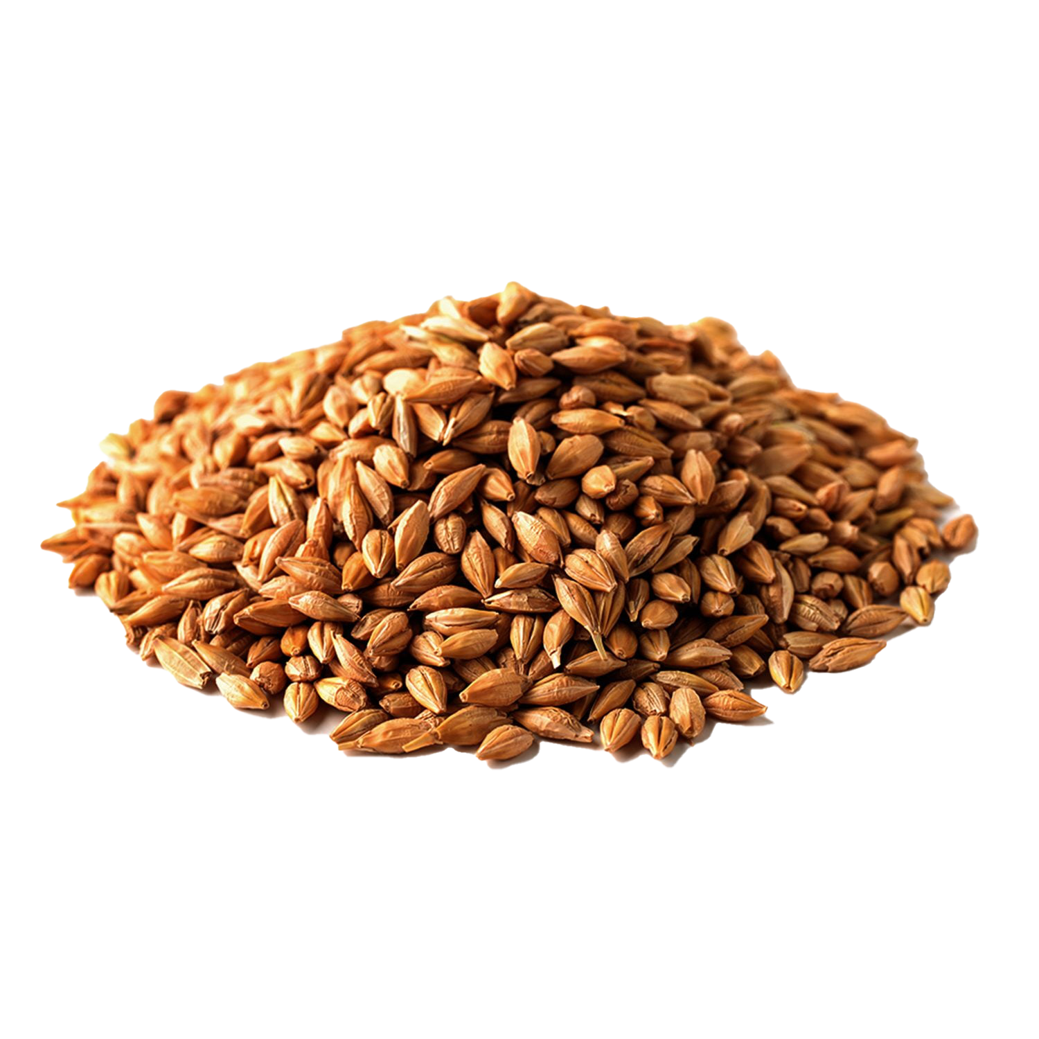 Malted barley-1
