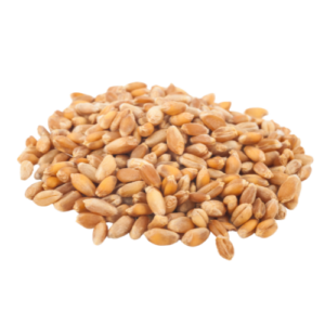 wheat