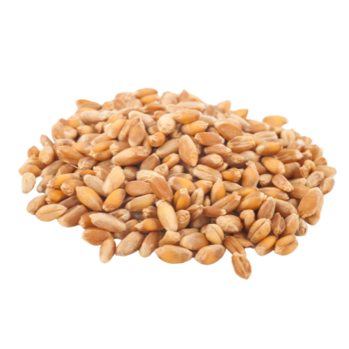 wheat wheat